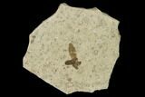 Bargain, Fossil March Fly (Plecia) - Green River Formation #135883-1